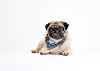Bandana-Streuartikel